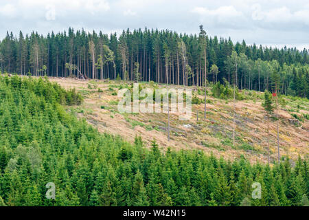 Cutting area on a slope in a forest Stock Photo