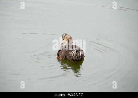 Duck pulls on feather while floating on lake Stock Photo