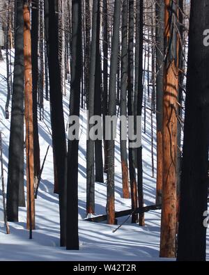 A forest of burnt trees in snow.  Blackened, chard trees left standing from the Gnarl Ridge Firer standout against a white snow covered ground. Stock Photo