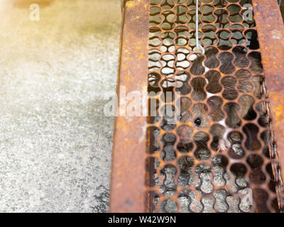 Rat is trapped in a trap cage or trap. the dirty rat has contagion the disease to humans such as Leptospirosis, Plague. Homes and dwellings should not Stock Photo