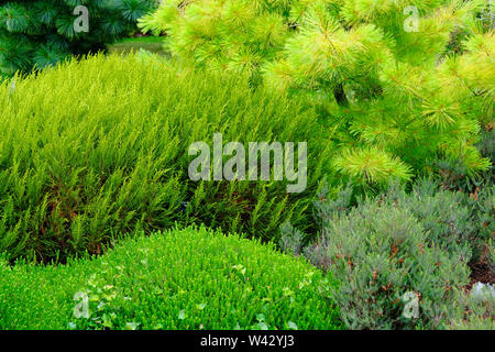 Close-up of a mixture of evergreen plants - John Gollop Stock Photo
