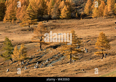 View of the yellow autumn forest of Altai Republic from the Chuysky Trakt. Gorno-Altaysk. Russia Stock Photo