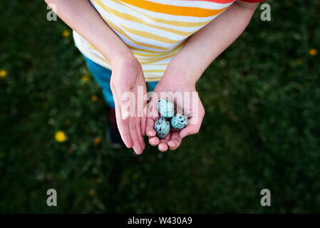 a child holding three blue bird eggs Stock Photo