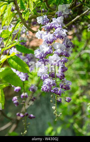 Light purple and white cluster of flowers on a tree, green leaves background, springtime flowers in the park Stock Photo