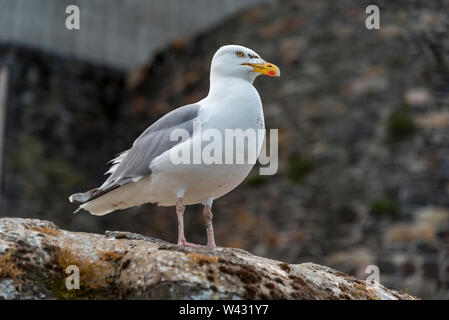 Herring Gull seabird Stock Photo