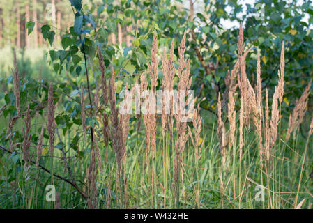 Calamagrostis epigejos, wood small-reed, bushgrass grass inflorescence in forest Stock Photo
