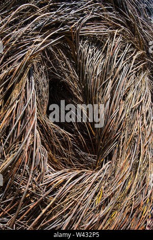 'Stickwork' a sculpture by artist Patrick Dougherty on display at Highfield, a historic summer mansion in Falmouth, Massachusetts on Cape Cod. Stock Photo