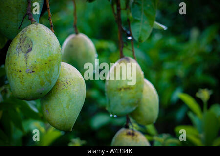 Tree with mango fruits hanging from branches in a garden. Selective focus.. Green Fresh Big Size Bangladeshi Mango, Rajshahi Langra Mango or Amropali Stock Photo