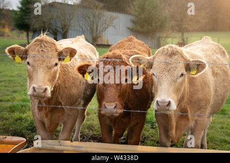 Three cows stand on barbed wire fence. Outside are beige calves, in the middle is a red brown cow. They look interested in the camera. Stock Photo
