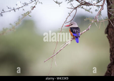 Bird watching in the remote Pafuri in the far north of Kruger National Park, Limpopo, South Africa, is a favorite among many safari going tourists Stock Photo