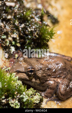 Close up of Cape River Frog, Amietia fuscigula, Touws River, Wilderness, Western Cape, South Africa Stock Photo