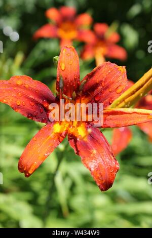 Bright orange tiger lilies growing in a field on a hot and sunny summer day, aka Ditch Lily, Liliaceae, Lilium tigrinum, Devil Lily, Kentan. Stock Photo