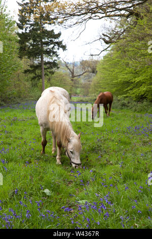 Horses grazing in a woodland with a carpet of flowering bluebells, springtime, Hertfordshire, uk Stock Photo