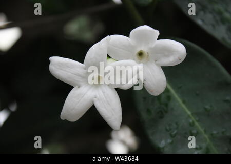 White Jasminum grandiflorum blossoms, aka Spanish jasmine, Royal jasmine, Catalan jasmine Stock Photo
