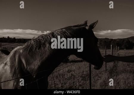 Closeup shot of a beautiful wild horse in a field with a person petting it from the side Stock Photo