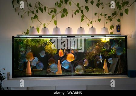Big aquarium with colourful discus fishes and plants in a living room. Symphysodon of amazon river in South America. Fishkeeping and fish breeding. Stock Photo