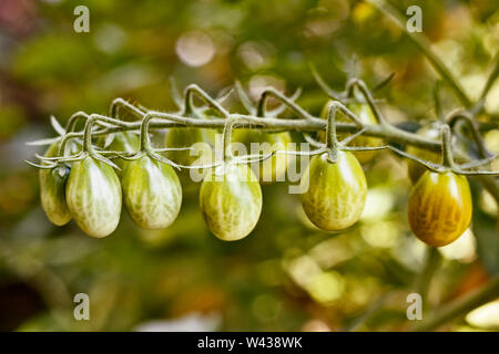 Branch of unripe tomatoes in a garden , beautiful green vegetables ,macro photography Stock Photo