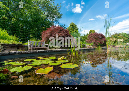 formal rectangular walled garden pond with water lilies and lily pads and a park bench and red acer in the background Stock Photo