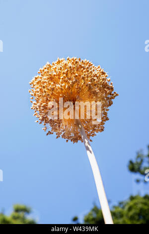 Beautiful dry garlic flower against blue sky Stock Photo