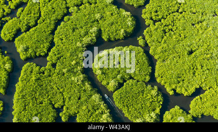 Aerial view of rivers in tropical mangrove forests. Mangrove landscape, Siargao,Philippines. Stock Photo