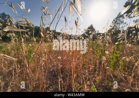 Field landscape in a sunny day Stock Photo