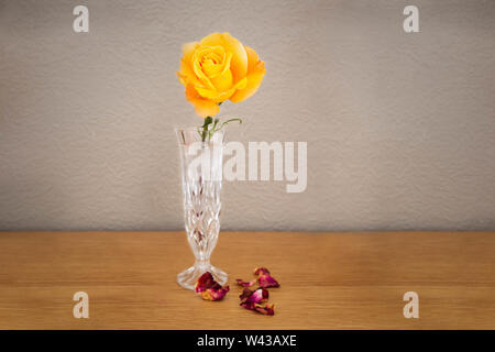 A large Whisky Mac Hybrid Tea Rose cut flower in a cut glass vase Stock Photo