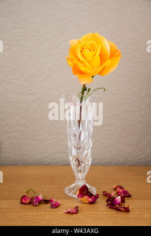 A large Whisky Mac Hybrid Tea Rose cut flower in a cut glass vase Stock Photo