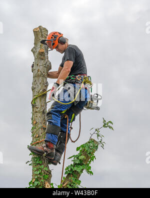 Tree Surgeon or Arborist with a chainsaw and wearing safety equipment on a tree top.
