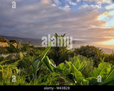 View from above over various tropical plants to the coast at dusk. The green shines in different tones, is illuminated by the sun's rays, the sky gray Stock Photo