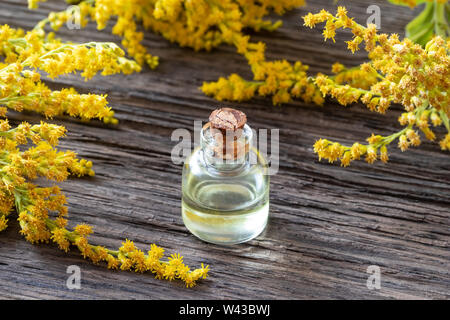 A bottle of Canadian goldenrod essential oil with blooming Solidago canadensis plant on a wooden background Stock Photo