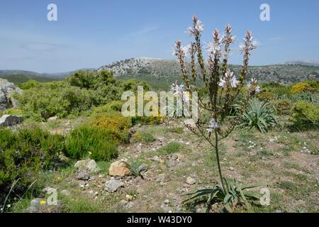 Branched asphodel (Asphodelus ramosus) flowering in the Supramonte mountain range, near Urzulei, Sardinia, Italy, June. Stock Photo