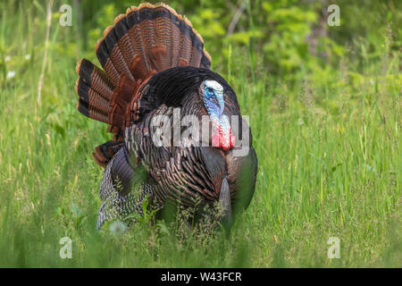 Tom turkey strutting for a hen in northern Wisconsin. Stock Photo