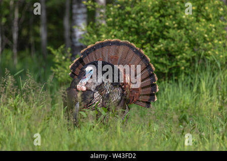 Tom turkey strutting for a hen in northern Wisconsin. Stock Photo