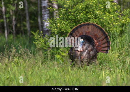 Tom turkey strutting for a hen in northern Wisconsin. Stock Photo