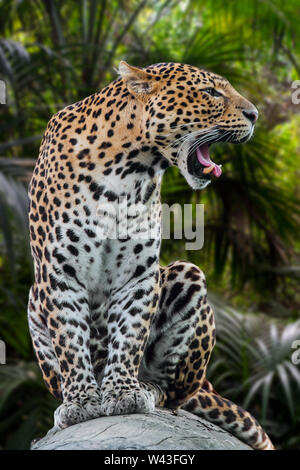 Javan leopard (Panthera pardus melas) roaring in tropical rainforest, native to the Indonesian island of Java Stock Photo