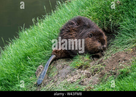 European Beaver (Castor fiber). Digging Stock Photo - Alamy