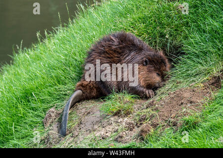 Eurasian beaver / European beaver (Castor fiber) digging burrow in riverbank / dike / lake bank Stock Photo