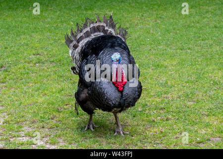 Black Spanish / Norfolk Black (Meleagris gallopavo) male / tom / gobbler domestic turkey at farm Stock Photo