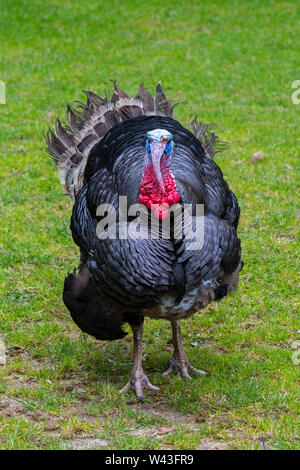 Black Spanish / Norfolk Black (Meleagris gallopavo) male / tom / gobbler domestic turkey at farm Stock Photo