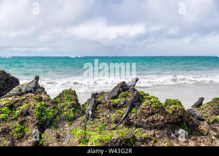 Galapagos islands wildlife endemic animals of Isabela island in Puerto Villamil. Marine iguanas relaxing on seaweed volcanic rocks on beachof Islas Stock Photo