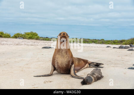 Galapagos islands wildlife female sea lion mom with baby cub sleeping on Espanola island cruise excursion. Fauna marine animals. Stock Photo