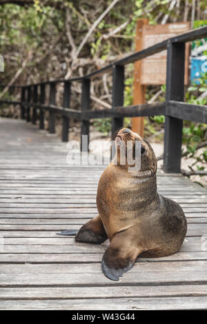 Galapagos baby sea lion cub resting on beach boardwalk path blocking the way to walk. Tourism attraction on Isabela island, Galapagos islands south Stock Photo