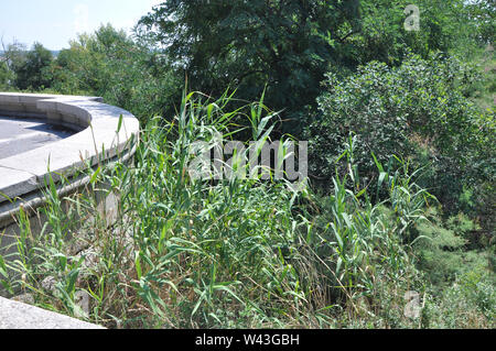 Horizontal background with light green reeds against darker trees and granite border structure Stock Photo