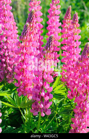 Pink lupinus flowers in the garden Stock Photo