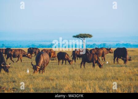 Beautiful wide shot of a safari with buffalos grazing the dry grass and amazing blue sky Stock Photo