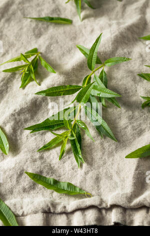 Green Organic Fresh Lemon Verbena Herb Leaves Stock Photo