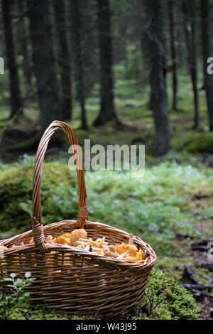 Basket full of freshly picked golden-colored delicacy chanterelle mushrooms in the forest. Photo taken in Sweden Stock Photo