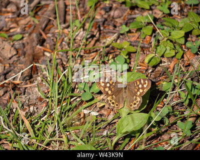 Speckled wood butterfly in habitat. Pararge aegeria. Stock Photo