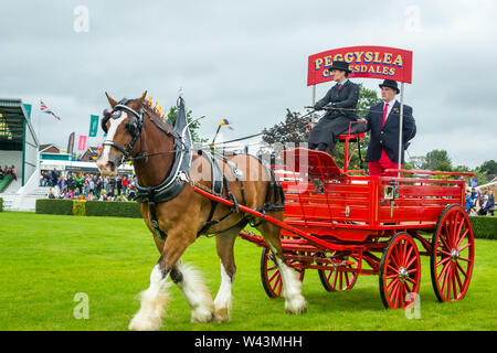 The Great Yorkshire Show, 2019, held in Harrogate, UK. Heavy horse parade with magnificent Clydesdale pulling Brewery Cart.  Landscape. Stock Photo