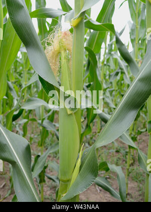 Stalks, ears, and silk of maize, corn, zea-mays Stock Photo